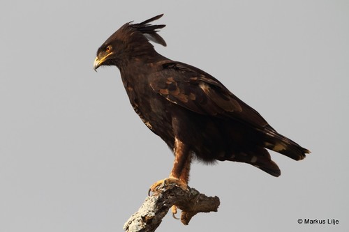 Long-crested Eagle