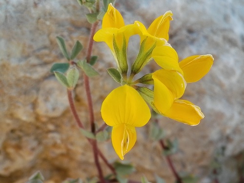 Lotus arenarius
