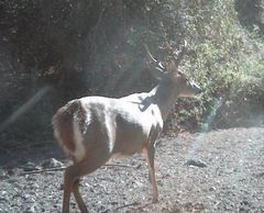 Odocoileus virginianus sinaloae