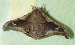 Ludia delegorguei