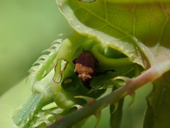 Rhinoncomimus latipes