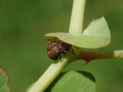 Rhinoncomimus latipes