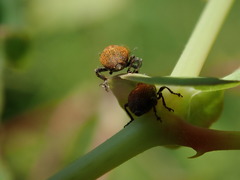 Rhinoncomimus latipes