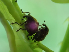 Rhinoncomimus latipes