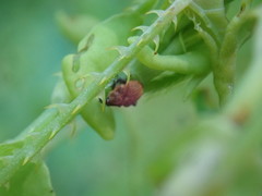 Rhinoncomimus latipes