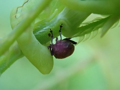 Rhinoncomimus latipes