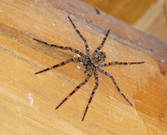 Enoploctenus cyclothorax