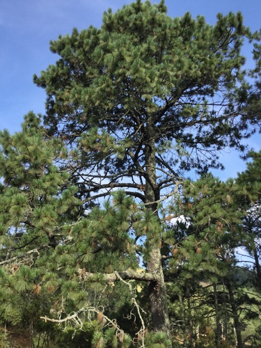 Image of Pinus hartwegii by (c) Erick Vélez Sánchez, some rights reserved (CC BY)