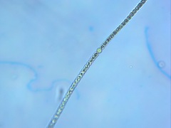 Nostocales