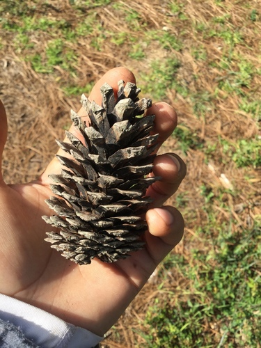 Image of Pinus hartwegii by (c) Erick Vélez Sánchez, some rights reserved (CC BY)