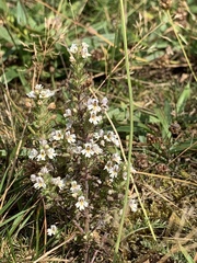 Euphrasia micrantha