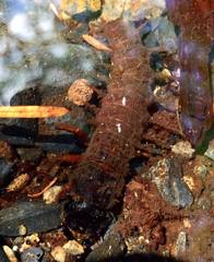 Dysmicohermes disjunctus