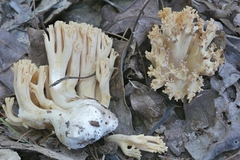 Ramaria calvodistalis