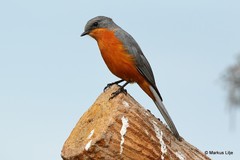 Melaenornis semipartitus