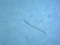 Nostocales