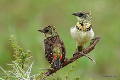 Trachyphonus darnaudii usambiro