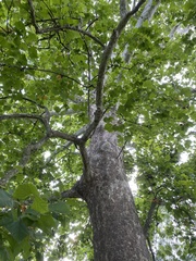 Platanus occidentalis