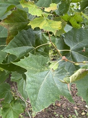 Platanus occidentalis