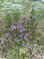 Verbena hastata