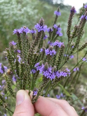 Verbena hastata