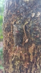 Gymnelia