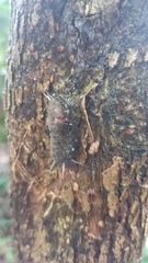 Gymnelia