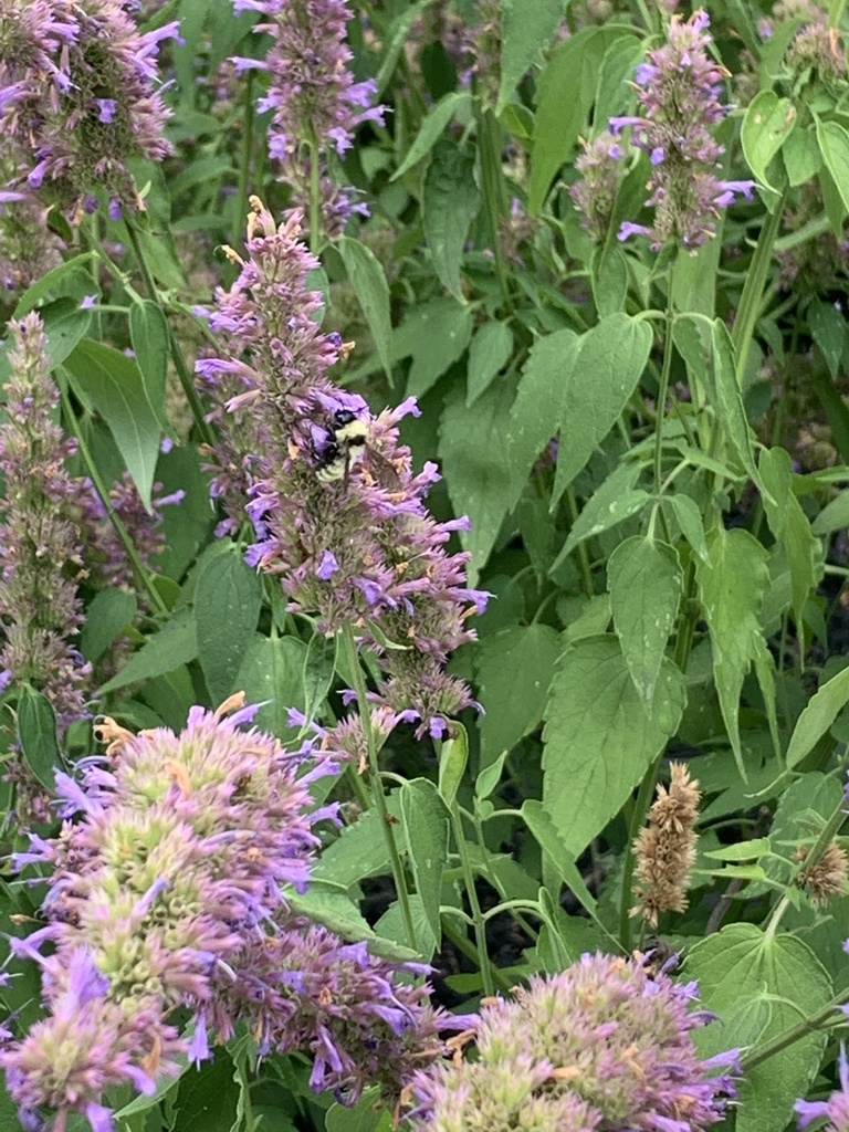 Golden Northern Bumble Bee from Highbanks Metro Park, Lewis Center, OH ...