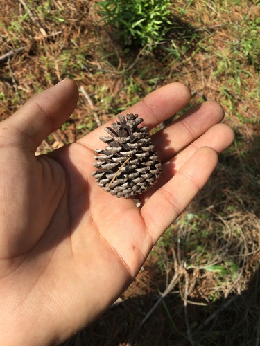 Image of Pinus teocote by (c) Erick Vélez Sánchez, some rights reserved (CC BY)