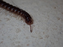 Oxidus gracilis