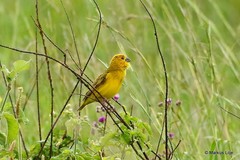 Anomalospiza imberbis