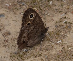 Cercyonis pegala boopis