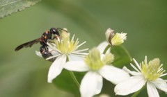 Parancistrocerus histrio