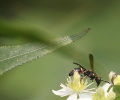 Parancistrocerus histrio