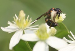 Parancistrocerus histrio
