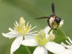 Parancistrocerus histrio