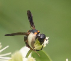 Parancistrocerus histrio