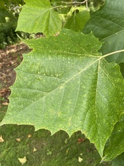 Platanus occidentalis