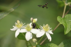 Parancistrocerus histrio