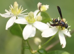 Parancistrocerus histrio