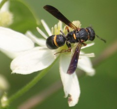 Parancistrocerus histrio