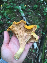 Cantharellus flavus