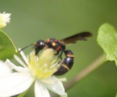 Parancistrocerus histrio