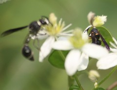 Parancistrocerus histrio