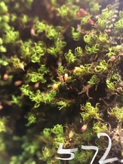 Amphidium lapponicum