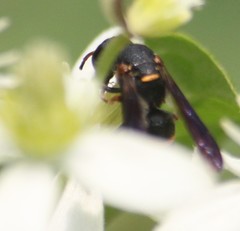 Parancistrocerus histrio