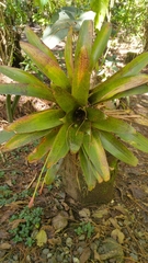 Tillandsia complanata