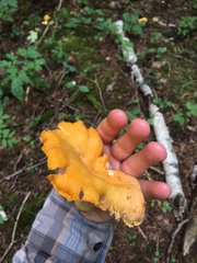Cantharellus flavus