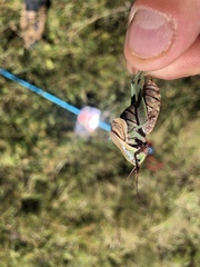 Psorodonotus venosus