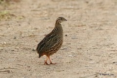 Coturnix delegorguei