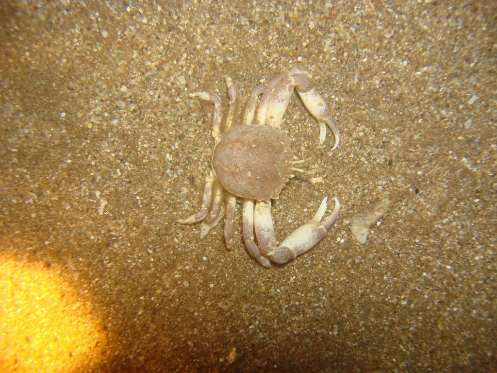 Corystoides